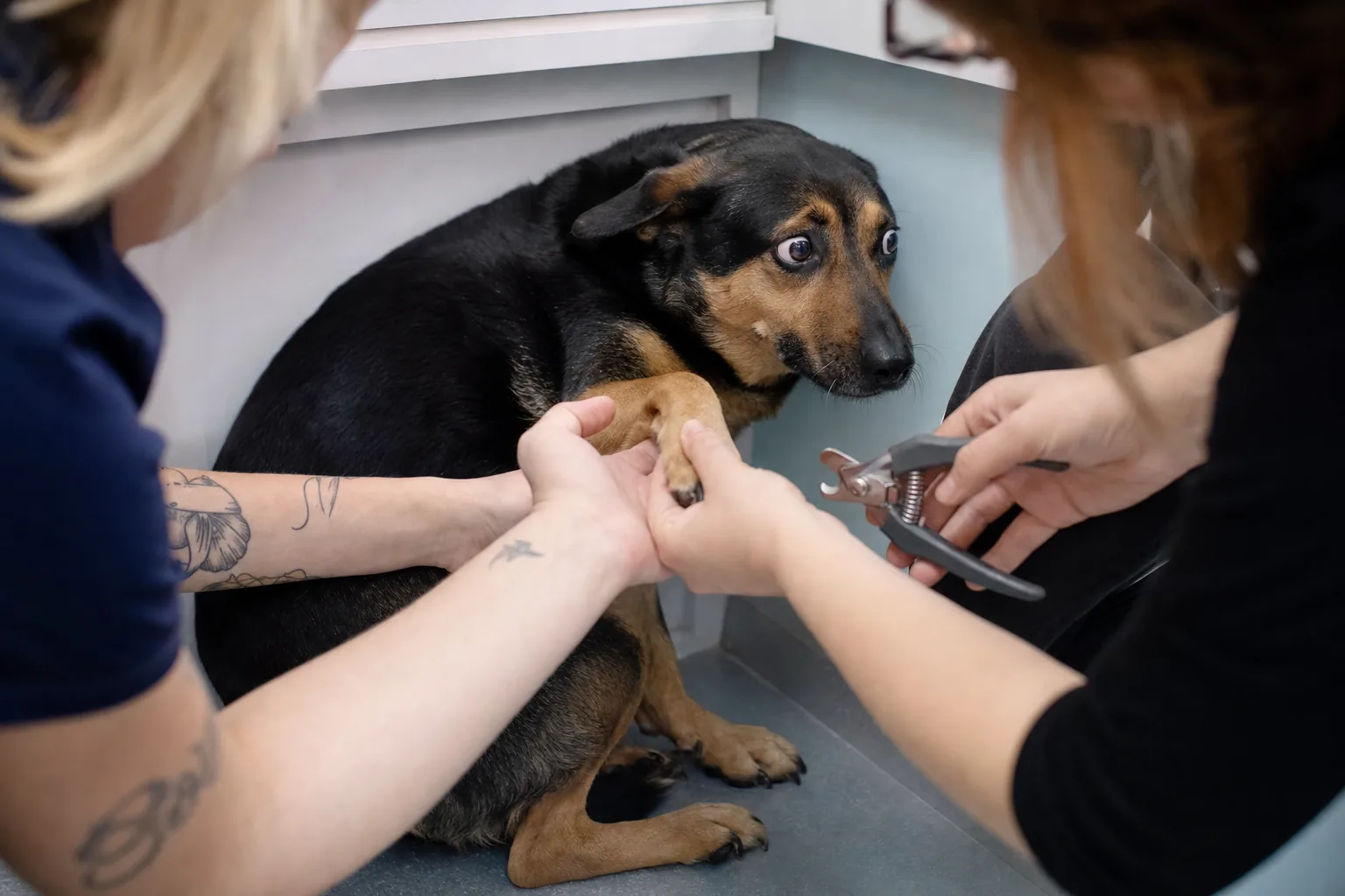 Dog getting nails trimmed